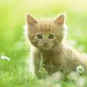 cute cat dp for whatsapp